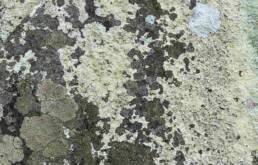 A close-up photograph of lichens on a stone