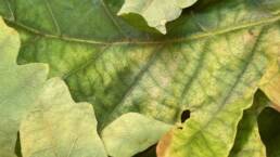 Colour photograph of a detail of an oak leaf