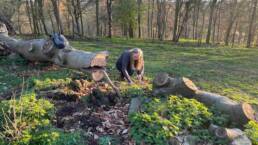 Ruth crouched down collected a handful of wood shavings from where the puddle in the trunk has been sawn out. Woodland patch with nettles and grass in the foreground and trees in the background.