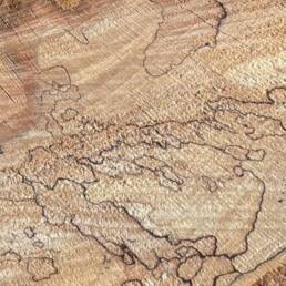 scribbly marks on the freshly cut trunk end (close-up detail)