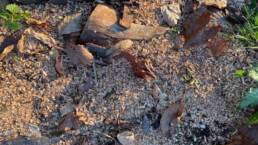 a patch of ground covered in fresh wood shavings and some leaves