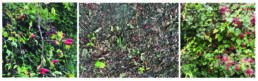 collage of three photographs of red berries on ground