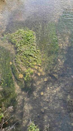 shallow riverbed with green foliage, stones and silt