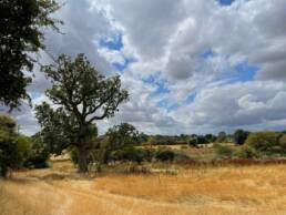 oak tree and golden grass of field in foreground, hedgerow in background